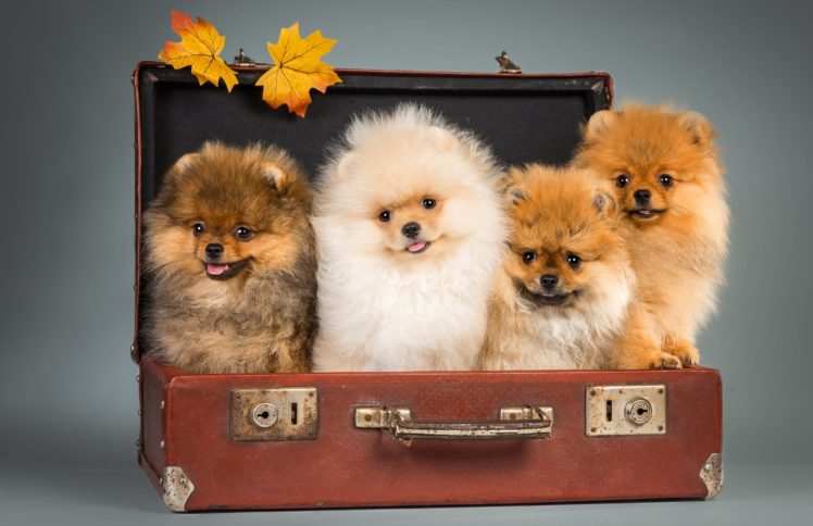 Download free Pomeranian Dogs Inside A Car Wallpaper - MrWallpaper.com