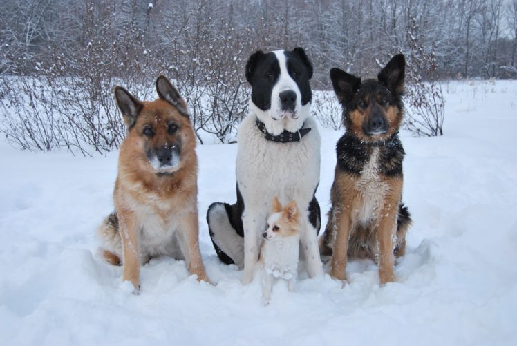 alabai, Shepherd, Chihuahua, Dogs, Winter, Snow HD Wallpaper Desktop Background