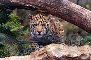 jaguar, Predator, Cat