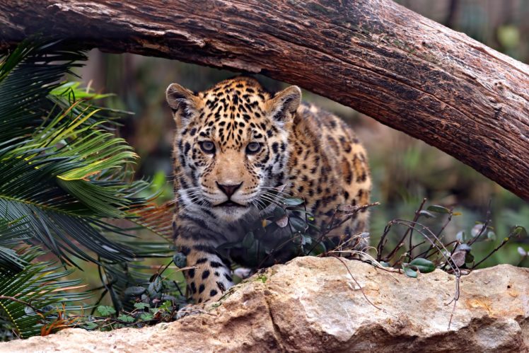 jaguar, Predator, Cat HD Wallpaper Desktop Background