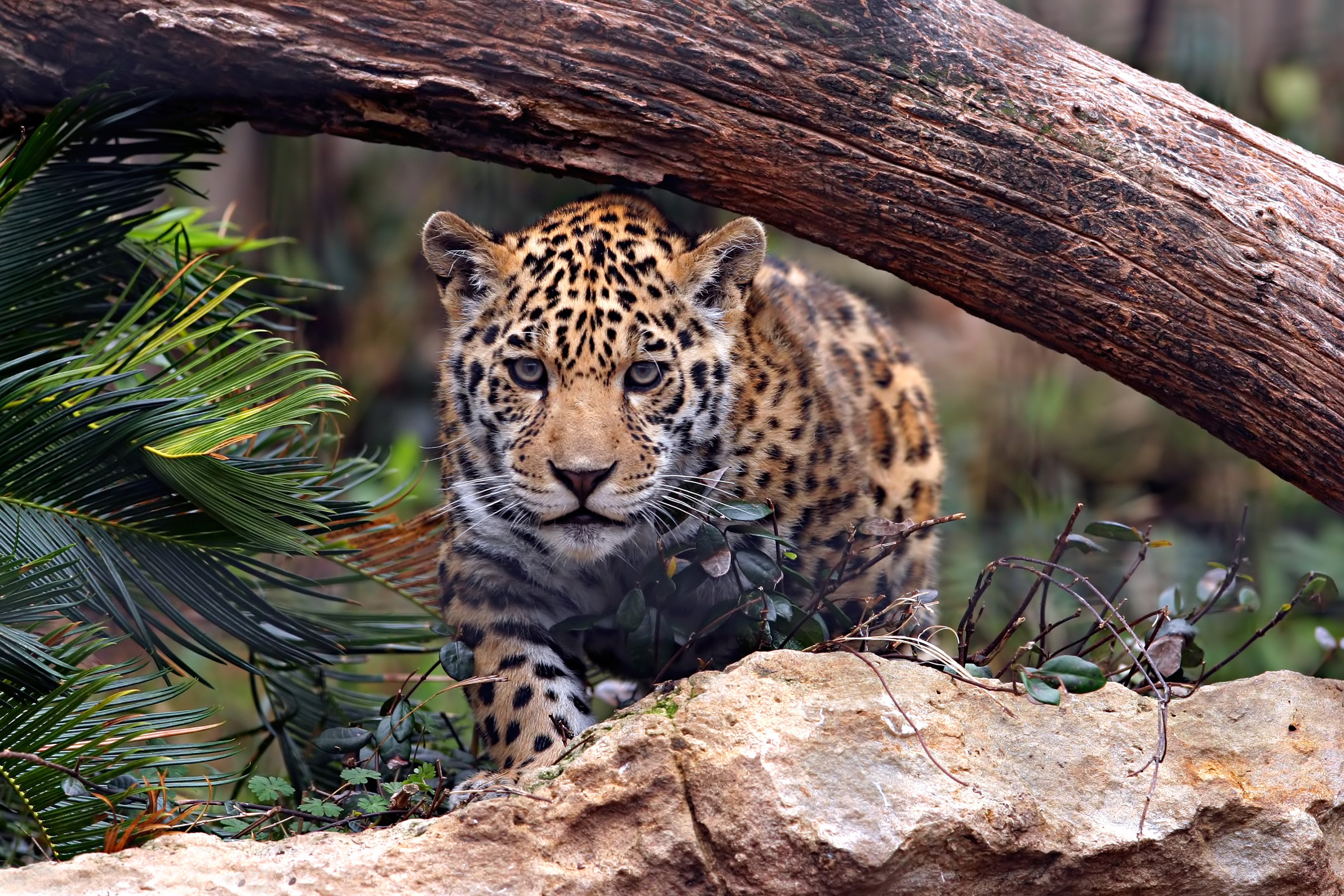 jaguar, Predator, Cat Wallpaper