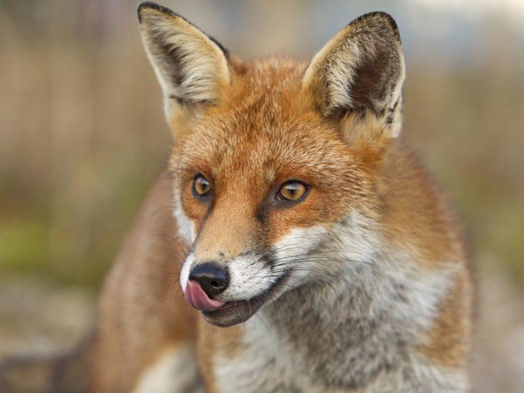 fox, Red, Foxes HD Wallpaper Desktop Background