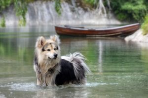 dog, Water, Lake