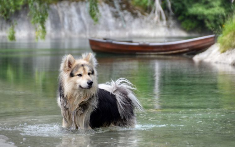 dog, Water, Lake HD Wallpaper Desktop Background