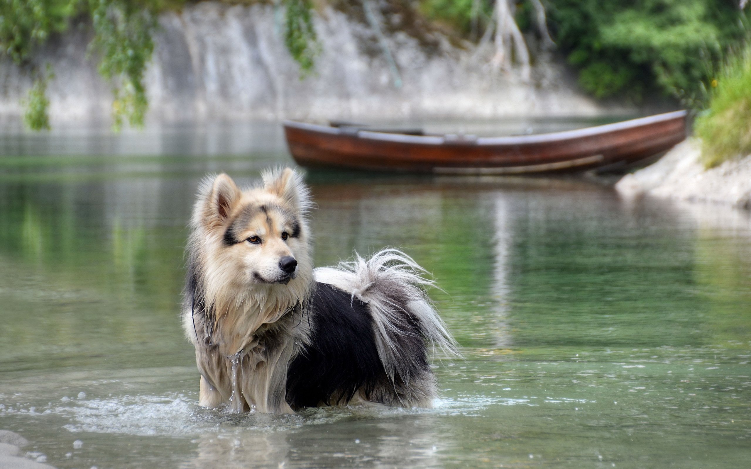 dog, Water, Lake Wallpaper