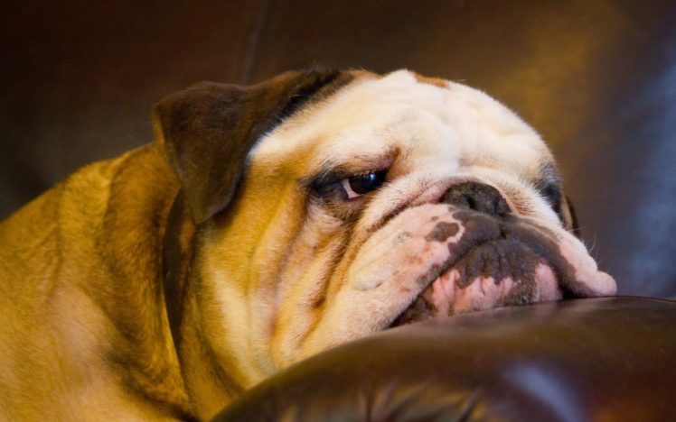 dog, English, Bulldog, Muzzle HD Wallpaper Desktop Background