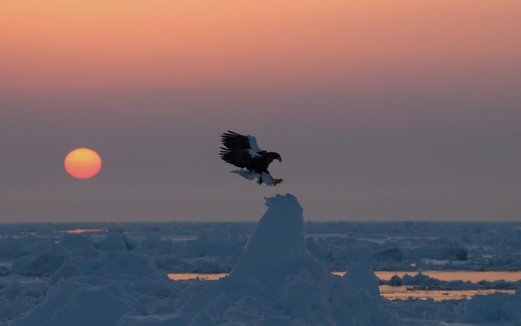 birds, Sunrise, And, Sunset, Snow, Animals, Nature, Eagle, Winter HD Wallpaper Desktop Background