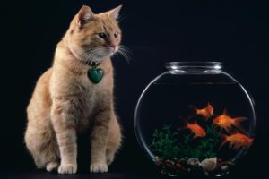 cat, And, Fish, Bowl