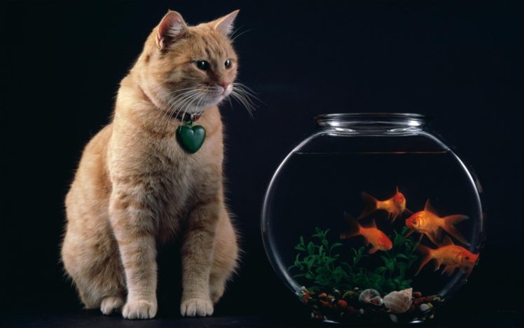 cat, And, Fish, Bowl Wallpapers HD / Desktop and Mobile Backgrounds