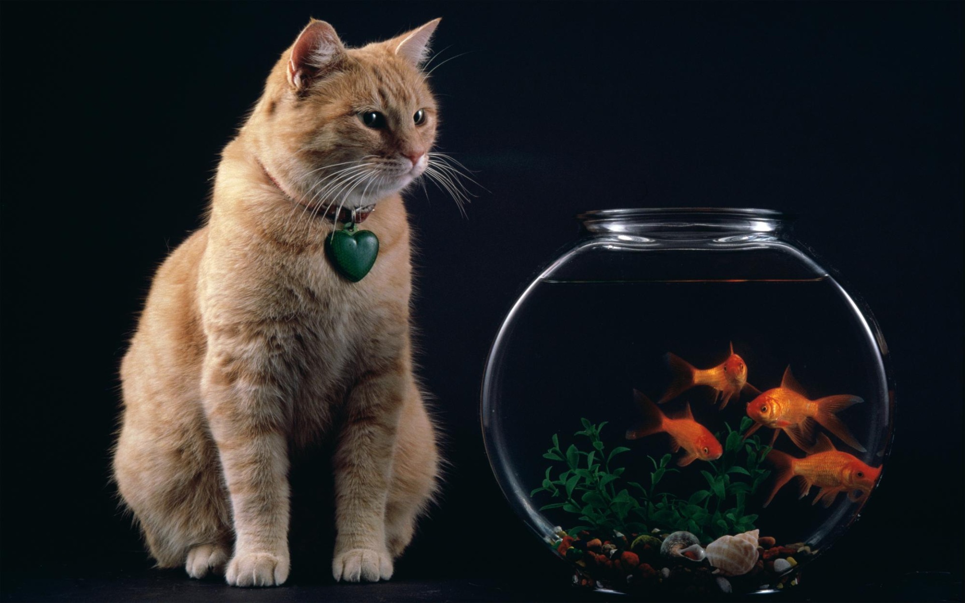 cat, And, Fish, Bowl Wallpaper