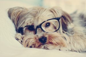 animals, Dogs, Glasses, Puppies, Hipster