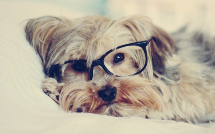animals, Dogs, Glasses, Puppies, Hipster HD Wallpaper Desktop Background