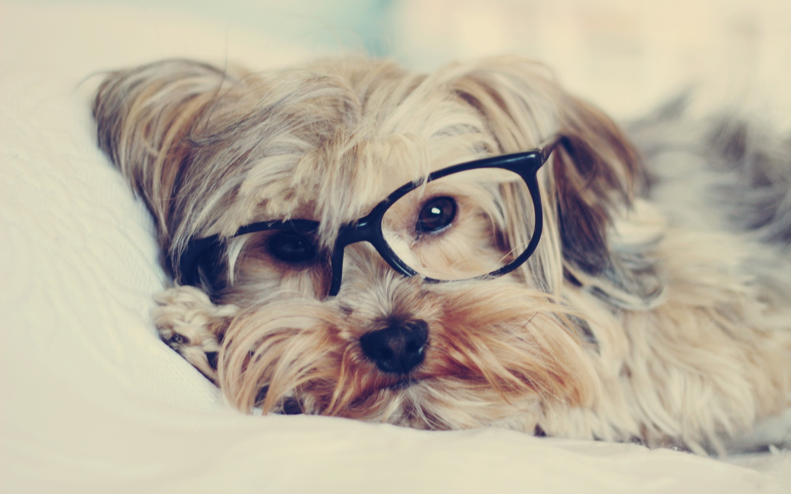 animals, Dogs, Glasses, Puppies, Hipster Wallpaper