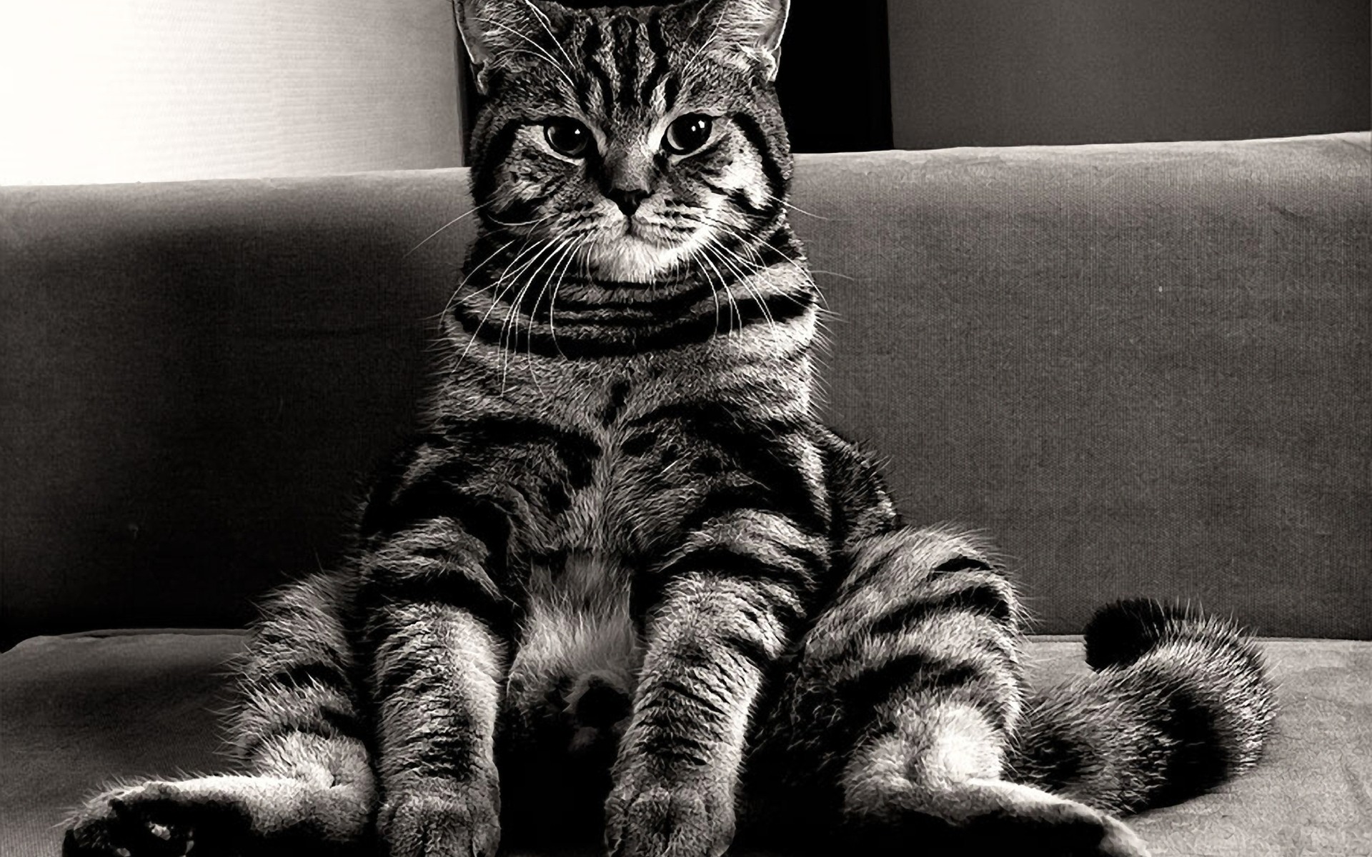 couch, Cats, Monochrome, Sitting Wallpaper