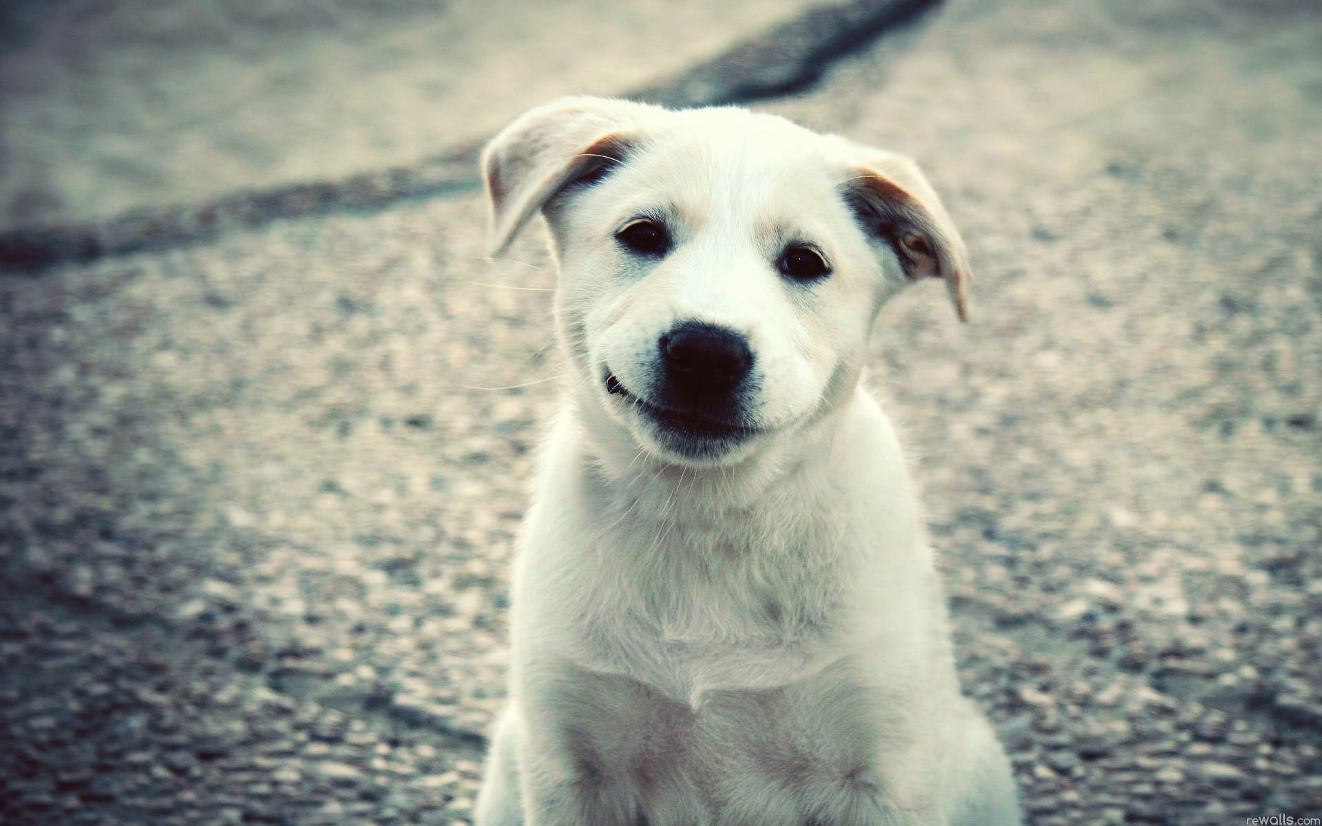 animals, Dogs, Puppies, Smiling Wallpaper
