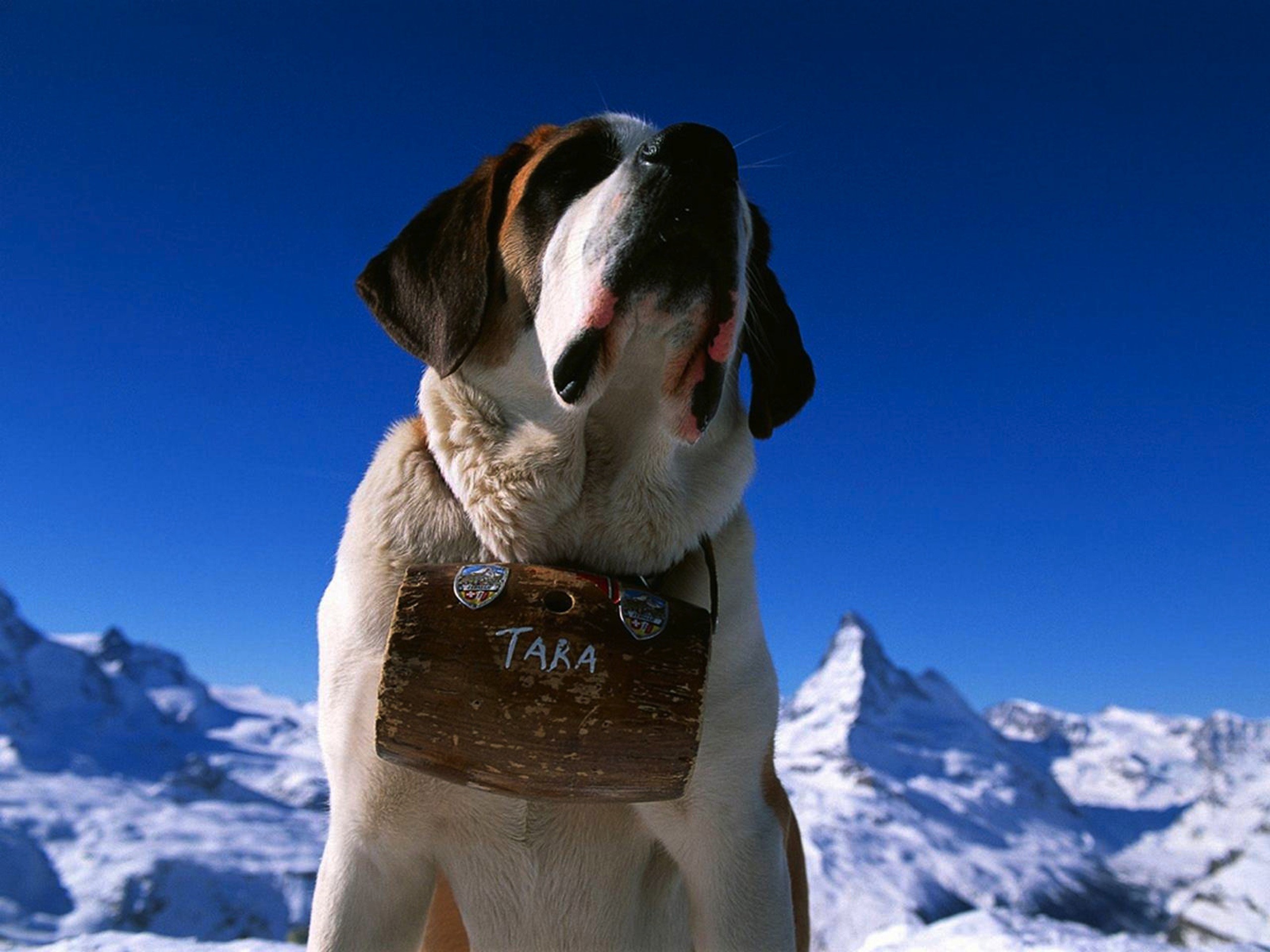 animals, Saints,  religion , Bernard Wallpaper