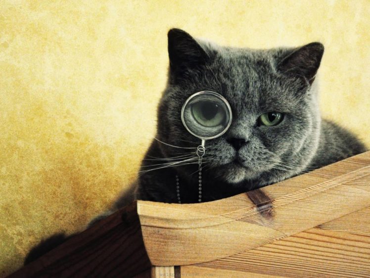 cats, Animals, Gray, Glasses, Green, Eyes HD Wallpaper Desktop Background