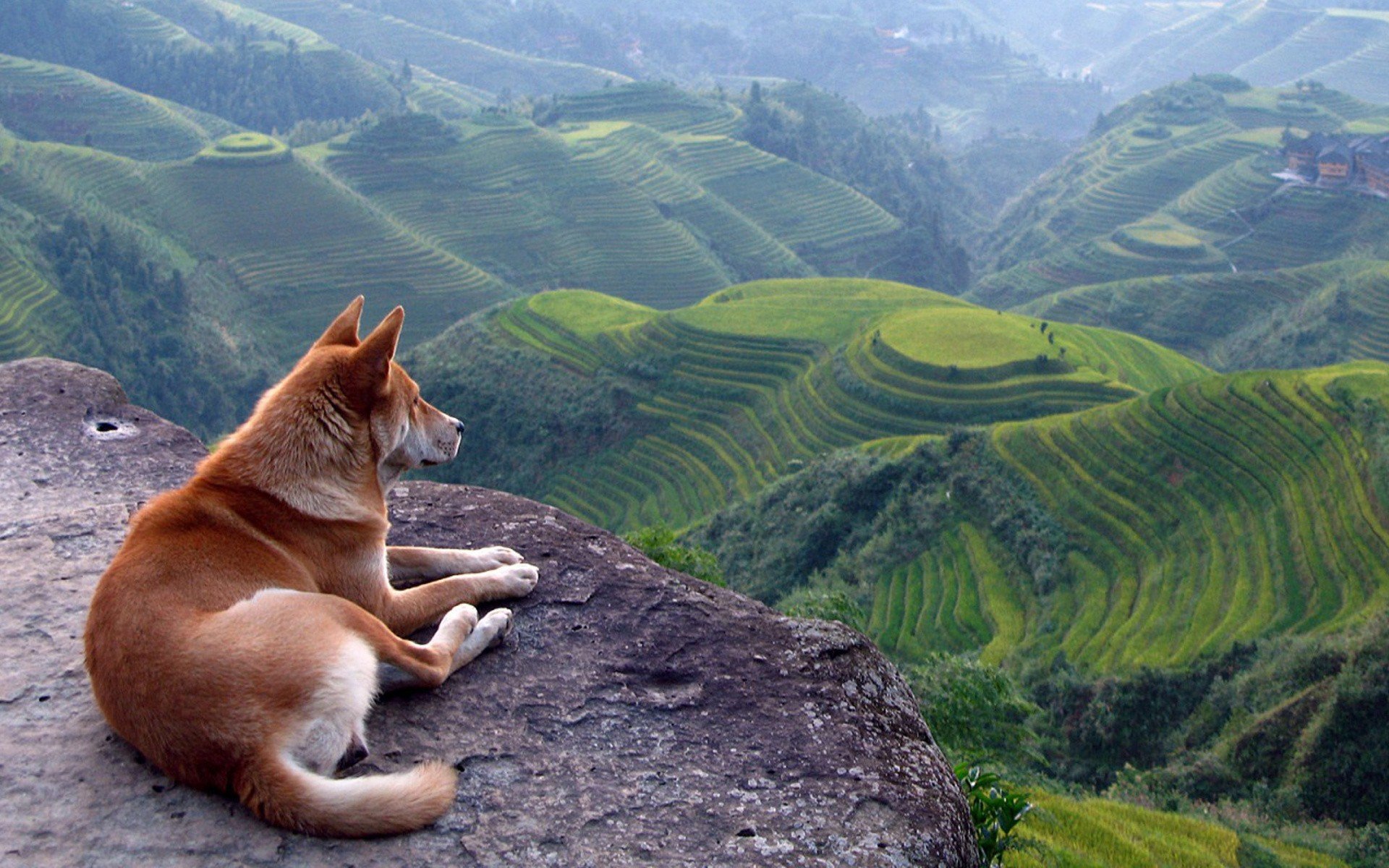 dog, In, Nature Wallpaper