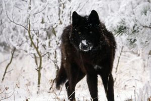 black, Wolf, Winter