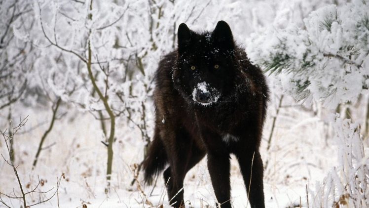 black, Wolf, Winter HD Wallpaper Desktop Background