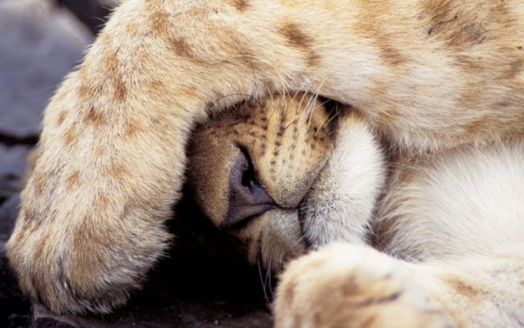 cats, Animals, Lions HD Wallpaper Desktop Background