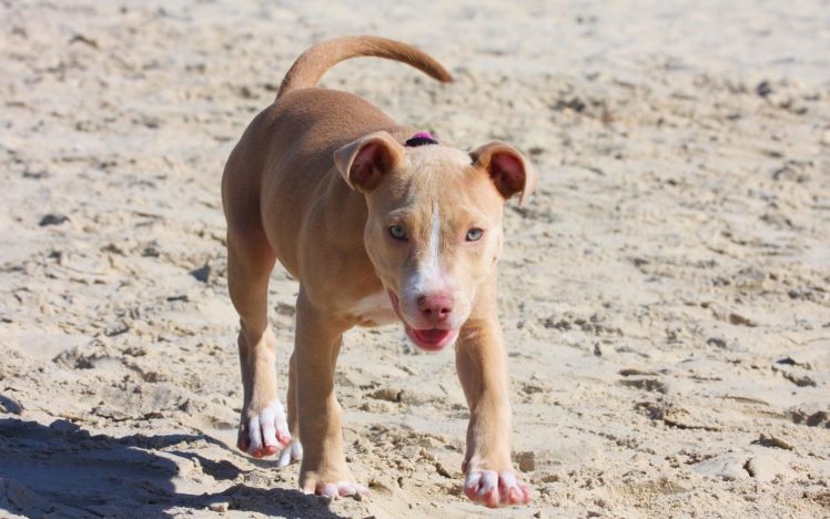 animals, Dogs HD Wallpaper Desktop Background