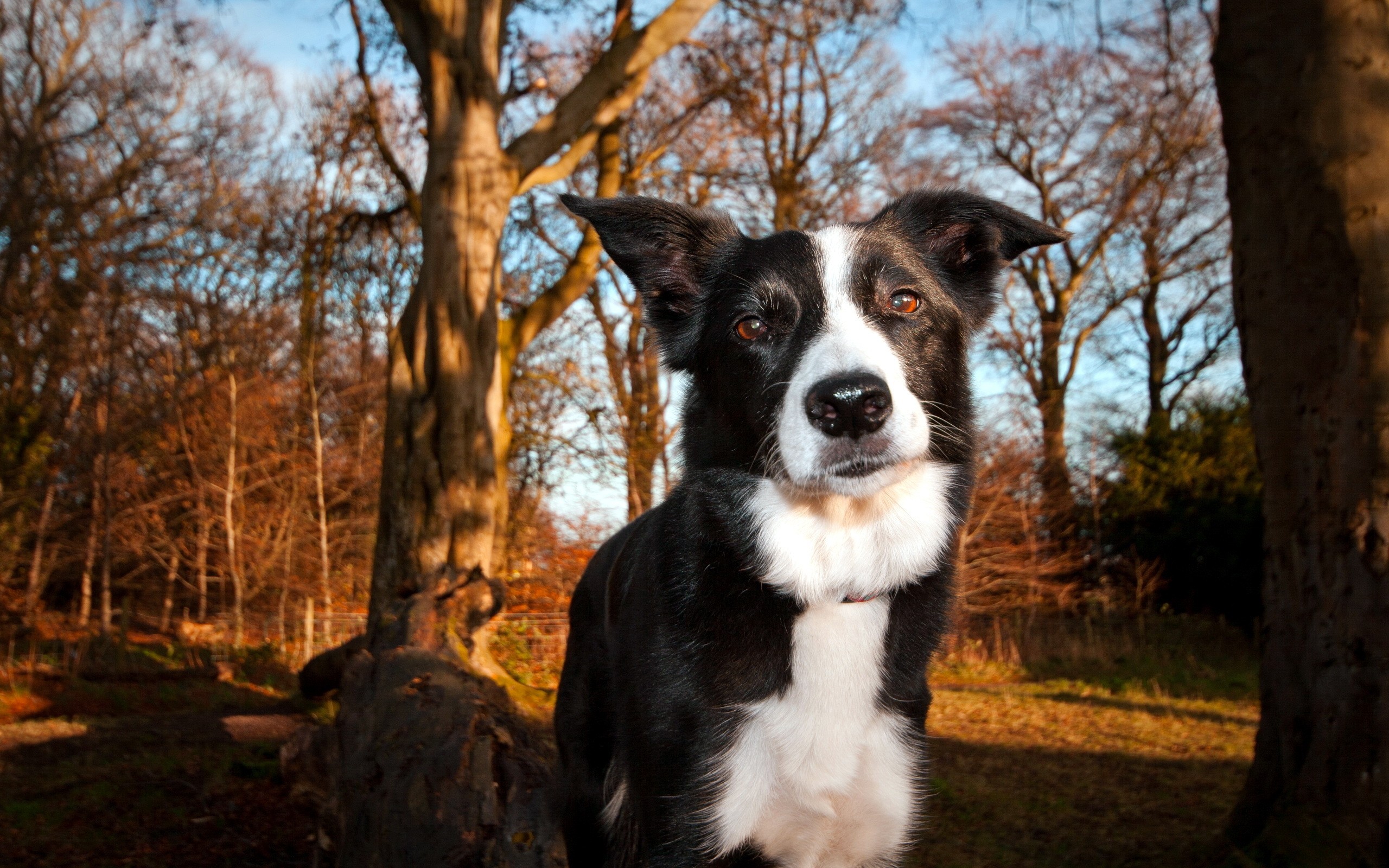 forest, Animals, Dogs, Border, Collies, Collie Wallpaper