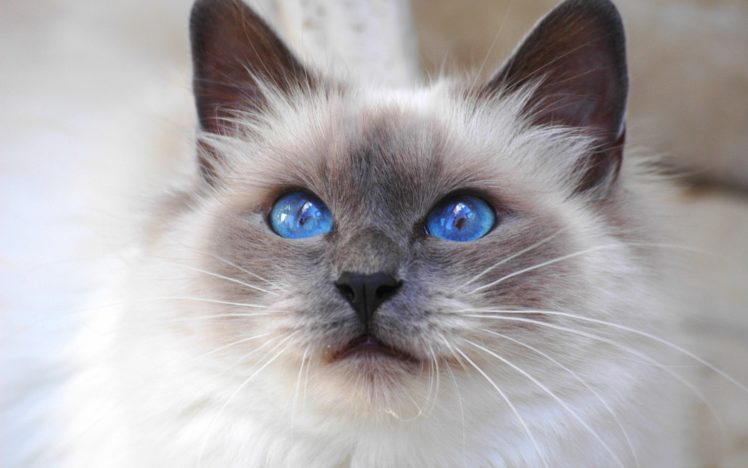 cats, Blue, Eyes, Animals, Siamese HD Wallpaper Desktop Background