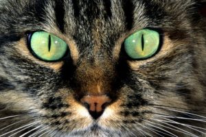 eyes, Cats, Animals