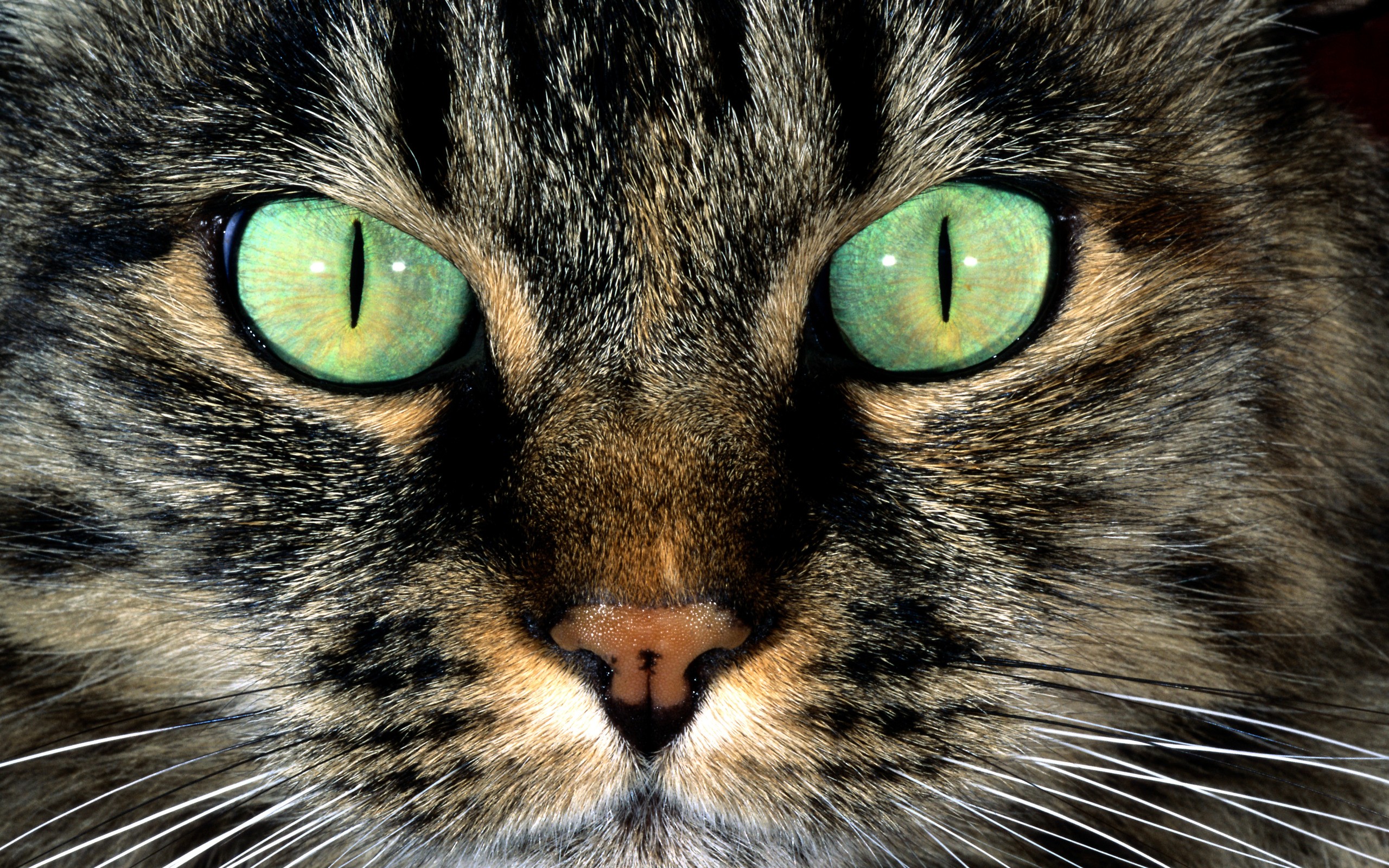 eyes, Cats, Animals Wallpaper