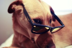 animals, Dogs, Glasses, Sunglasses, Pets
