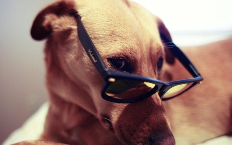 animals, Dogs, Glasses, Sunglasses, Pets HD Wallpaper Desktop Background