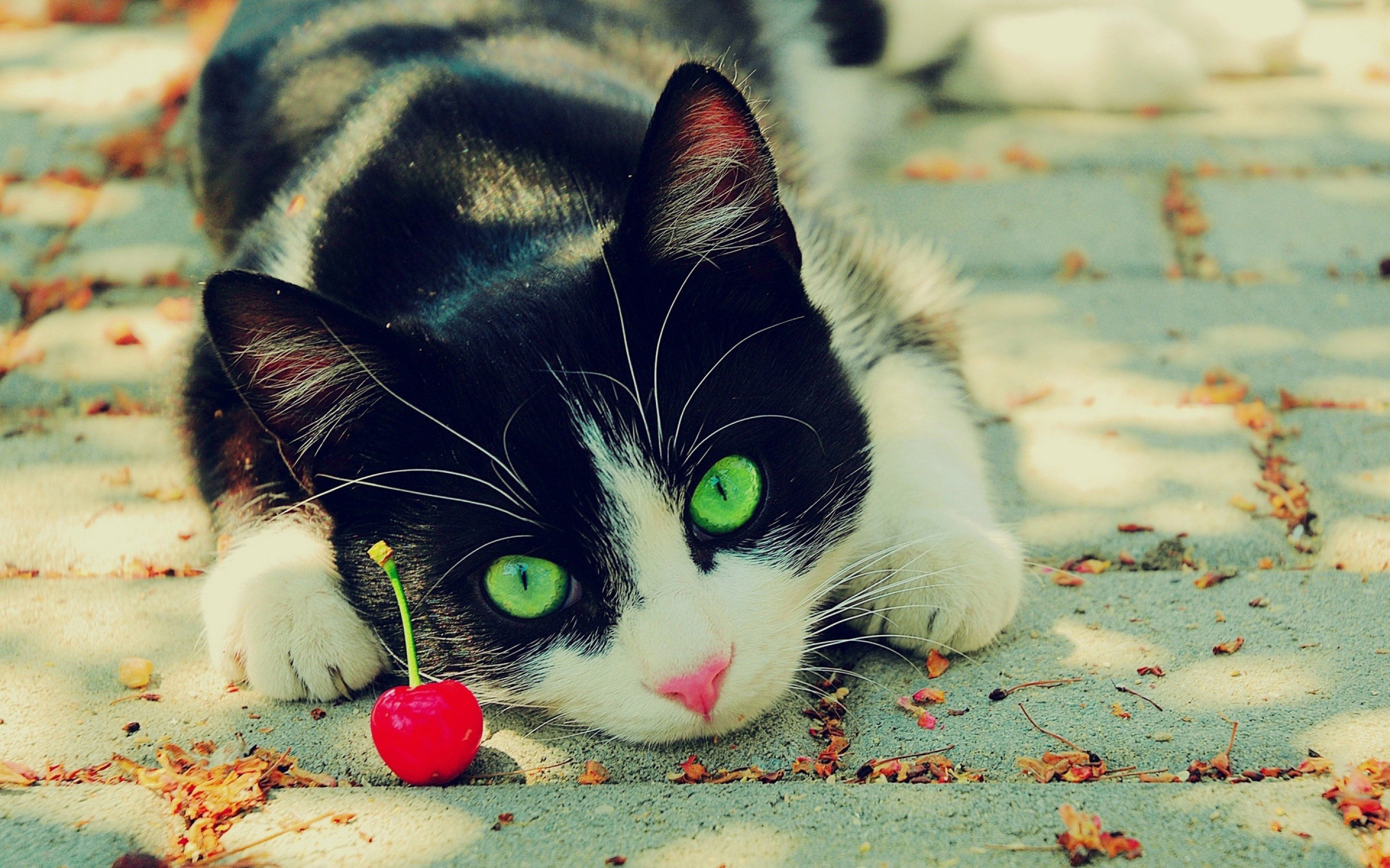 cat Wallpaper