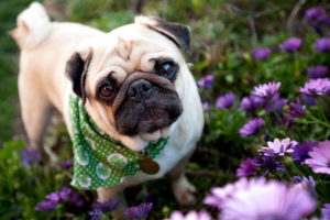 dog, Pug, Garden, Flowers, Face, Eyes
