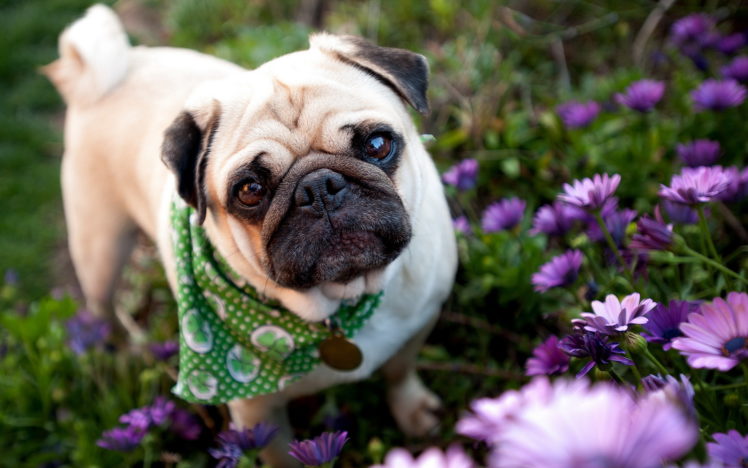 dog, Pug, Garden, Flowers, Face, Eyes HD Wallpaper Desktop Background