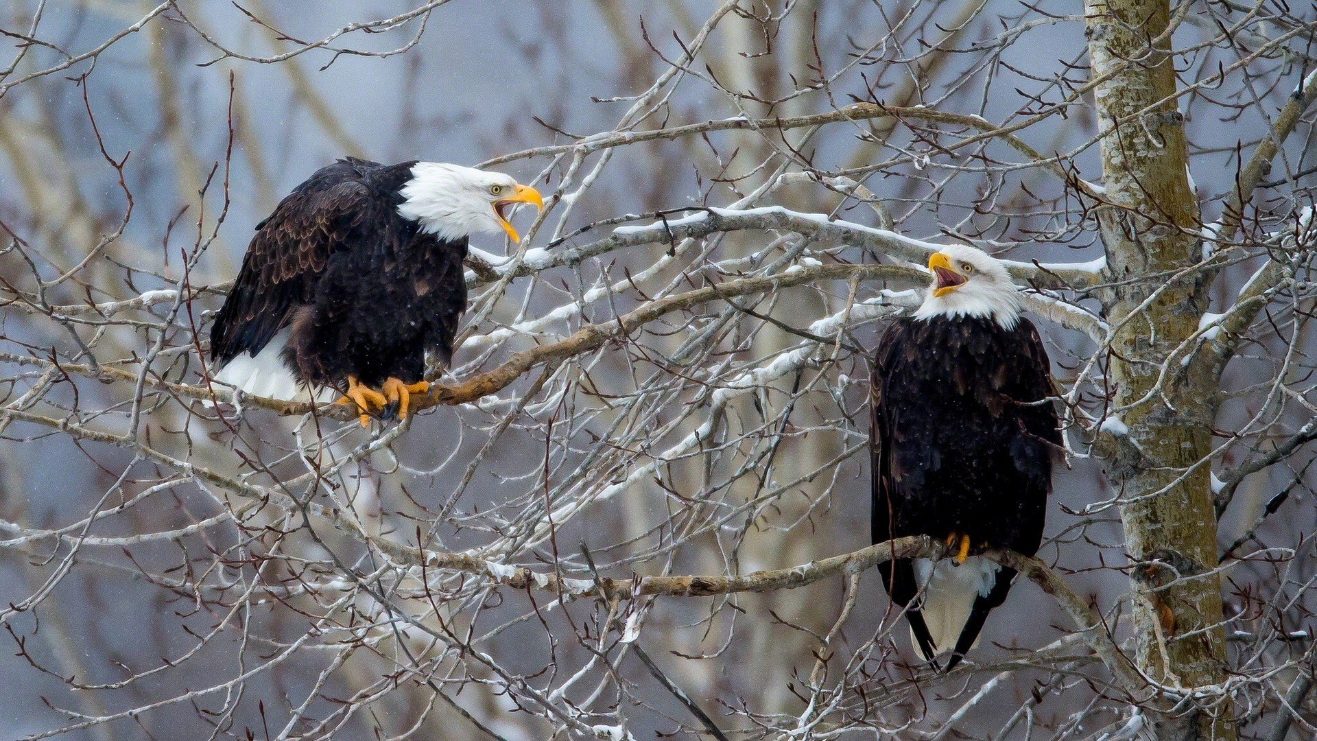 bald, Eagles Wallpapers HD / Desktop and Mobile Backgrounds