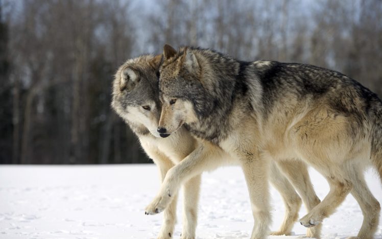 wolves, Wolf HD Wallpaper Desktop Background