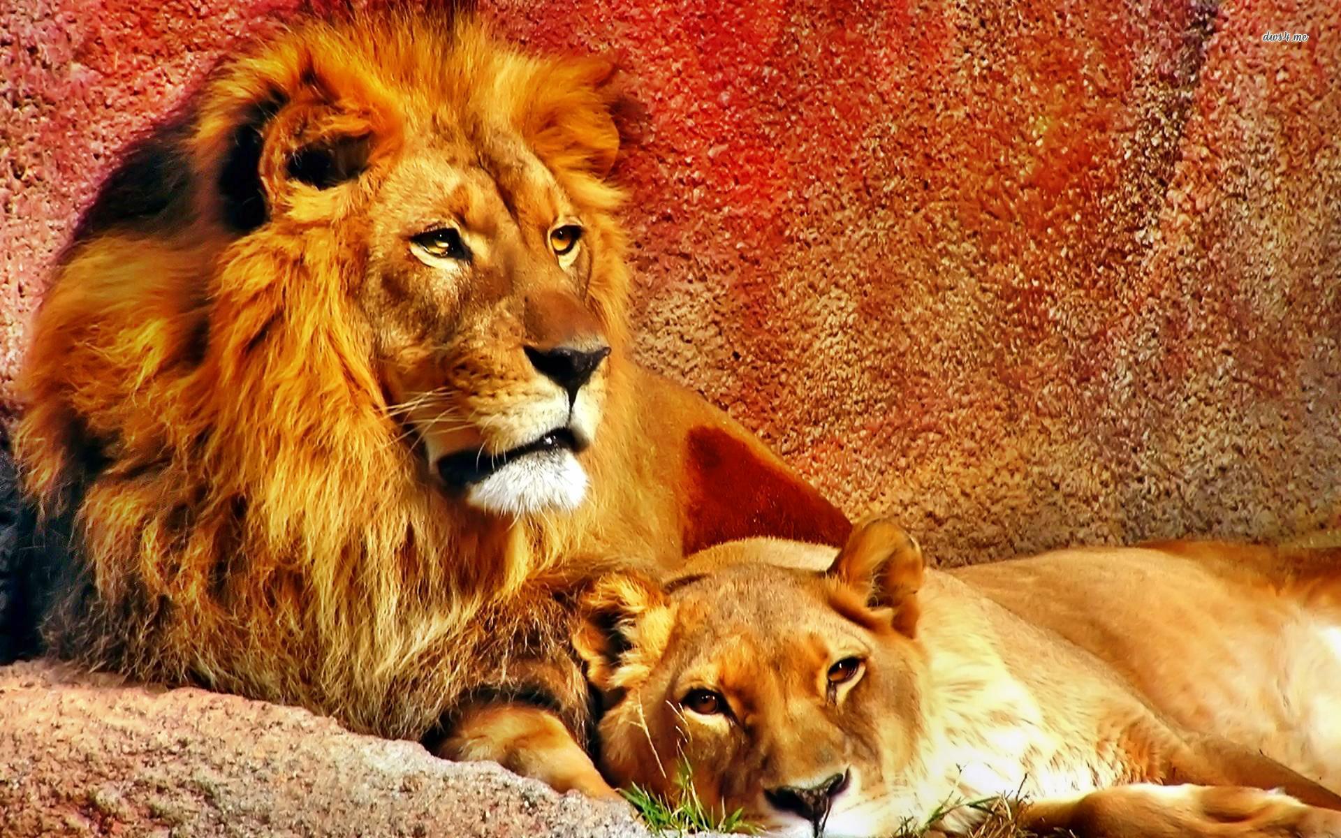lions Wallpaper