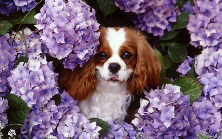 flowers, Animals, Dogs, Purple, Flowers, King, Charles, Spaniel HD Wallpaper Desktop Background
