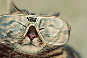 cats, Glasses, Hipster, Cute