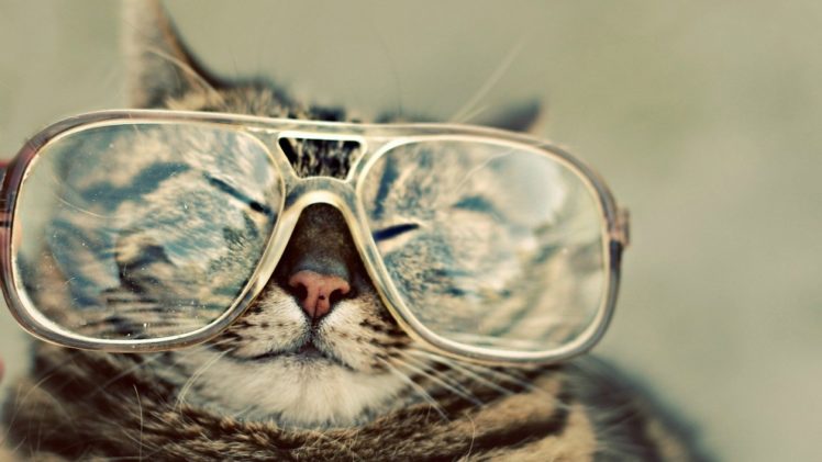 cats, Glasses, Hipster, Cute HD Wallpaper Desktop Background