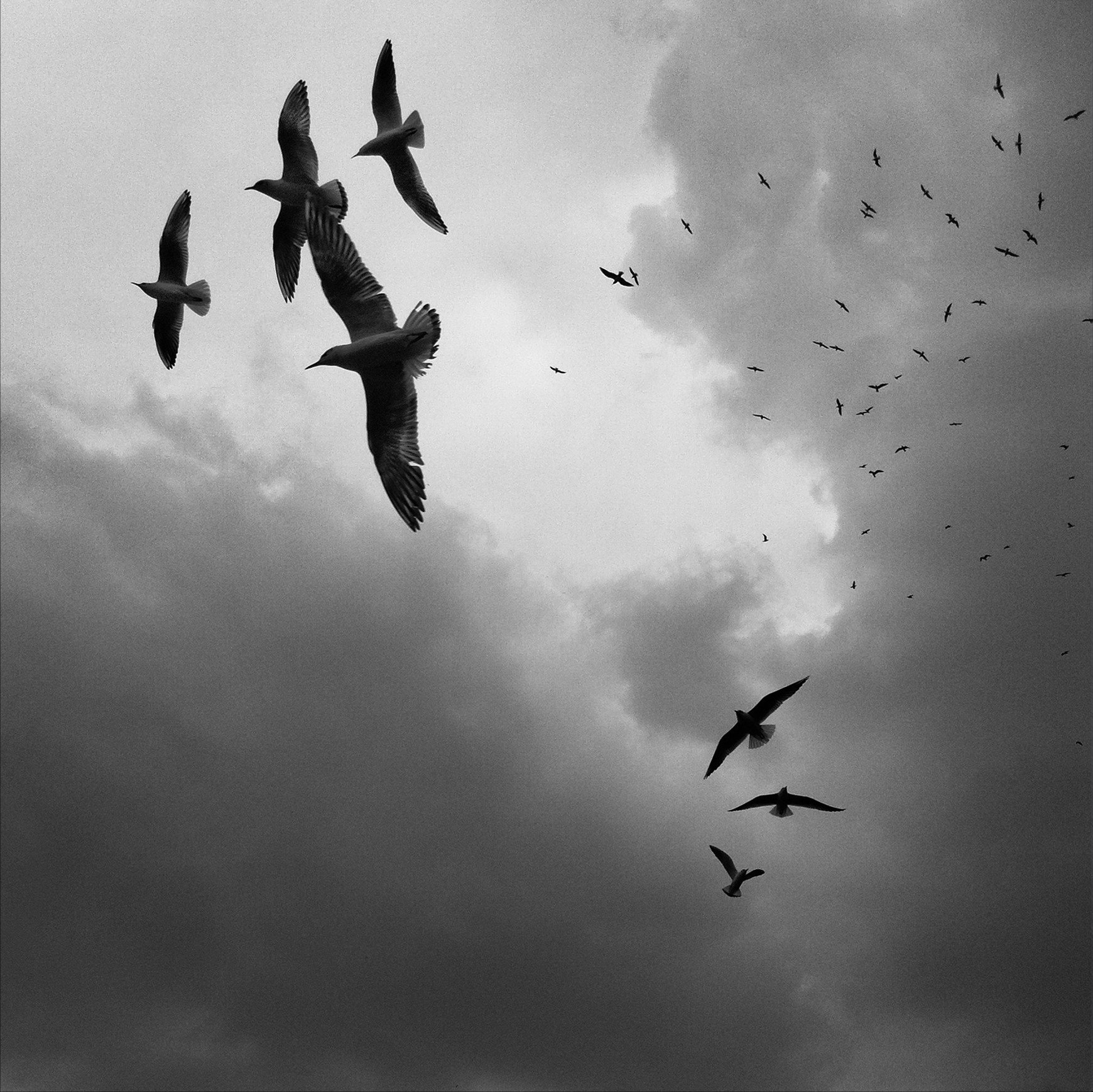 flock, Grayscale, Birds Wallpaper