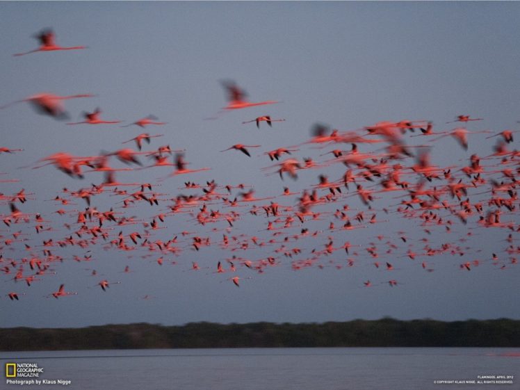 flying, Flock, Earth, National, Geographic HD Wallpaper Desktop Background