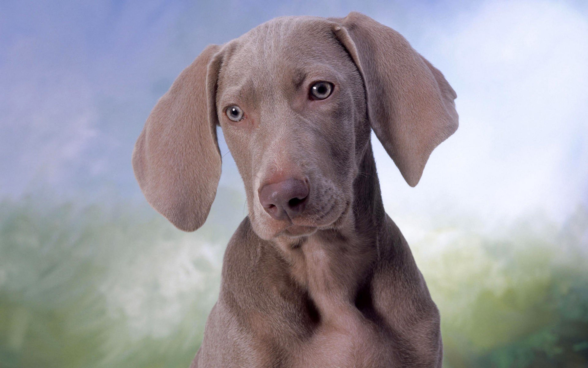 dog Wallpaper