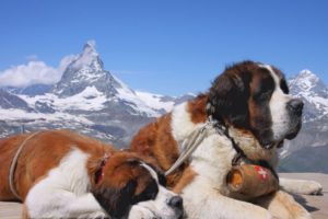 mountains, Animals, Dogs, Switzerland, Newfoundlands