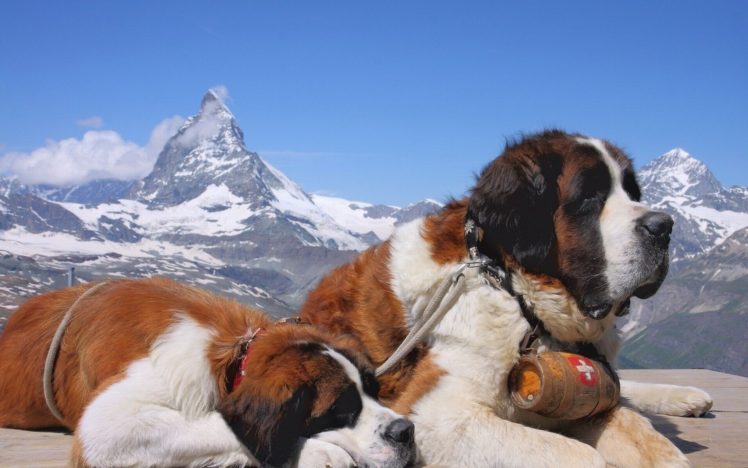 mountains, Animals, Dogs, Switzerland, Newfoundlands HD Wallpaper Desktop Background