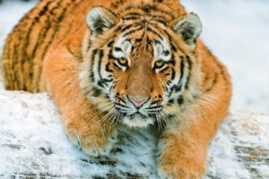 snow, Animals, Tigers