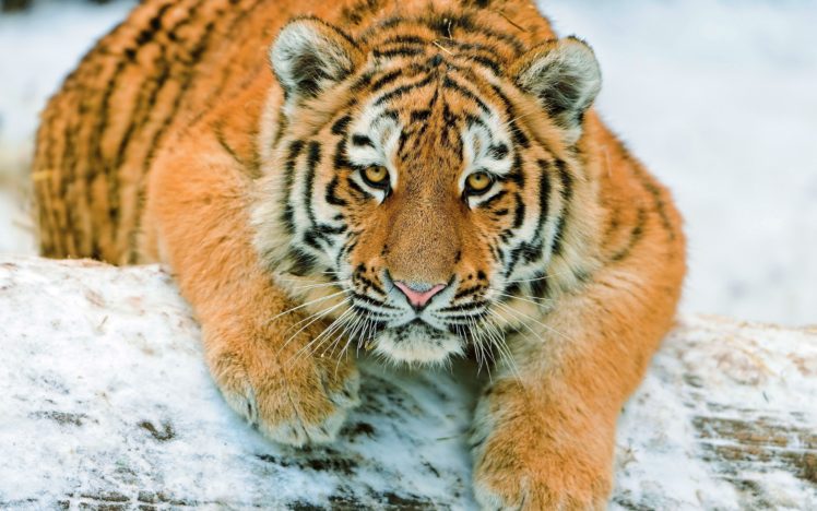 snow, Animals, Tigers HD Wallpaper Desktop Background