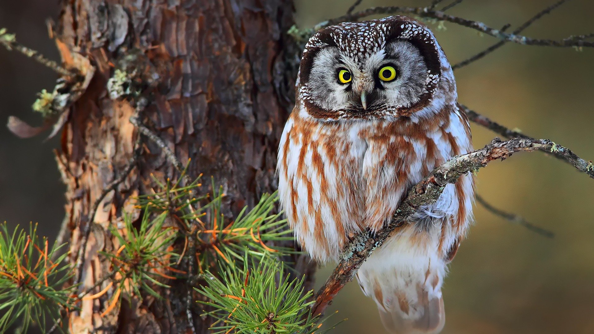 owl Wallpaper