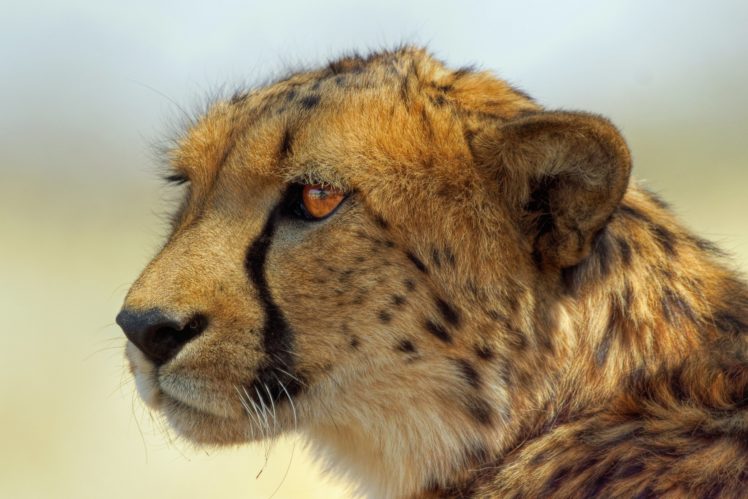 big, Cats, Cheetah, Glance, Snout, Animals, Predator, Eyes, Face HD Wallpaper Desktop Background
